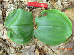 Platanthera macrophylla