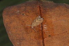 Dolichesia falsimonia