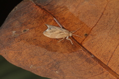 Dolichesia falsimonia