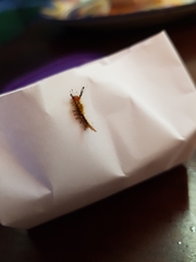 Dasychira chekiangensis