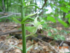 Platanthera macrophylla