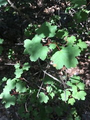 Acer granatense