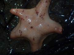 Paranepanthia grandis