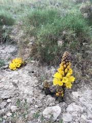Cistanche lutea