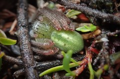 Neosparassus patellatus