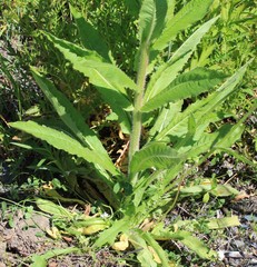 Picris japonica kamtschatica