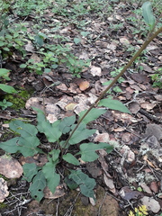 Iostephane heterophylla