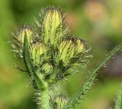Picris japonica kamtschatica