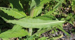 Picris japonica kamtschatica