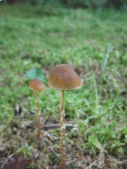 Galerina paludosa