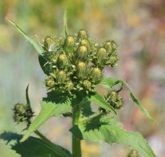 Picris japonica kamtschatica