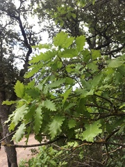 Quercus × cerrioides