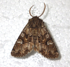 Pachetra sagittigera