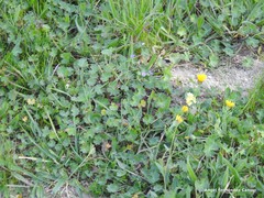 Geranium molle