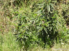 Cistus ladanifer