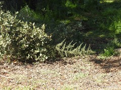 Asparagus acutifolius