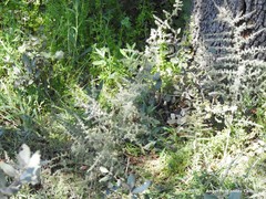 Asparagus acutifolius