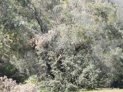 Quercus rotundifolia