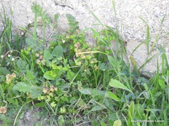 Sonchus oleraceus