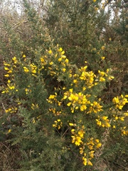 Ulex europaeus