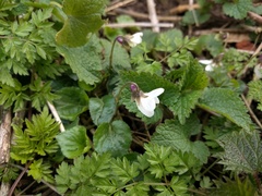 Viola odorata