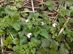 Viola odorata