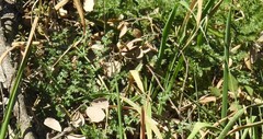 Daucus carota
