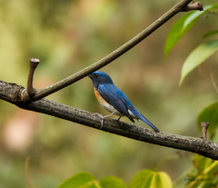 Cyornis rubeculoides