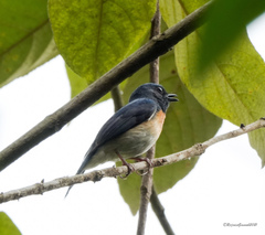 Cyornis rubeculoides
