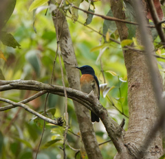 Cyornis rubeculoides