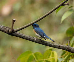 Cyornis rubeculoides