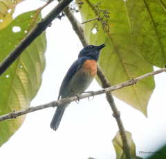 Cyornis rubeculoides