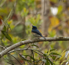 Cyornis rubeculoides