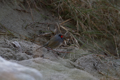 Calliope pectoralis pectoralis