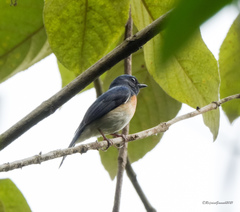 Cyornis rubeculoides