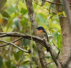Cyornis rubeculoides