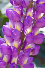 Lupinus cervinus