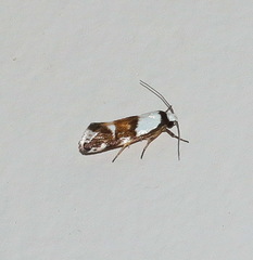 Monopis icterogastra