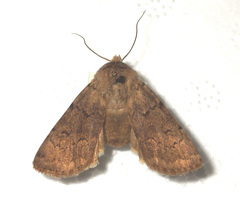 Agrotis cinerea