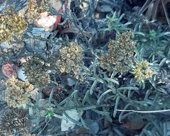 Helichrysum rutilans