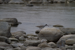 Ibidorhyncha struthersii