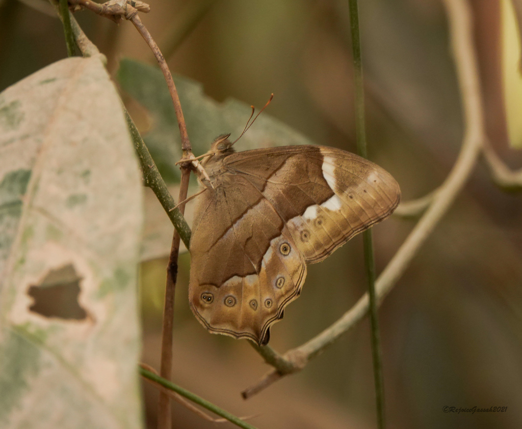 Common red forester