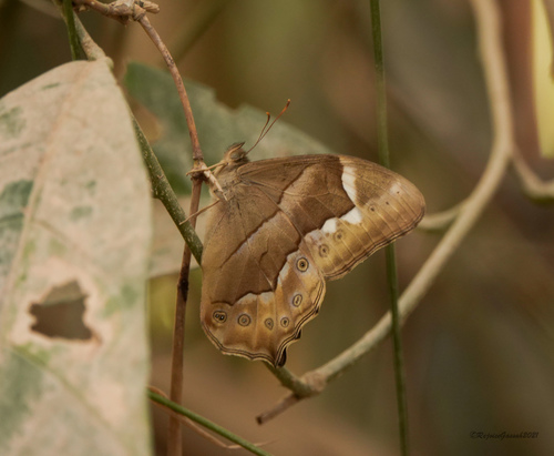 Common red forester