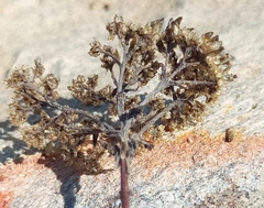 Helichrysum rutilans