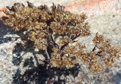 Helichrysum rutilans