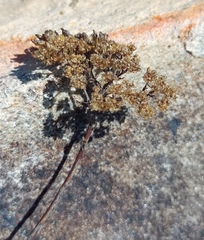 Helichrysum rutilans
