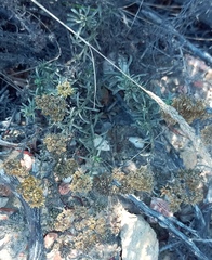 Helichrysum rutilans