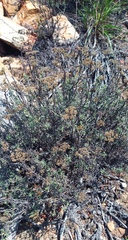 Helichrysum rutilans