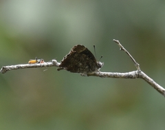 Ogyris