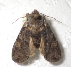 Lithophane furcifera
